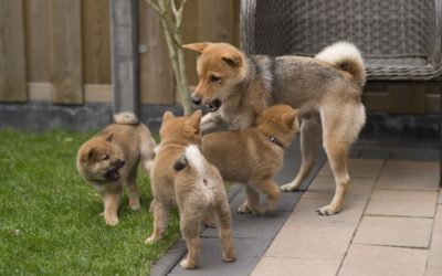 Ist Krypto den Hunden zum Opfer gefallen? Warum Floki Inu und Shiba Inu schlecht für Krypto sind!