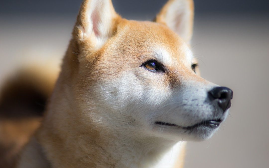 Diese Krypto-Wallet verwandelt 8000$ Shiba Inu (SHIB) in nur 400 Tagen in 5,7 Milliarden$!